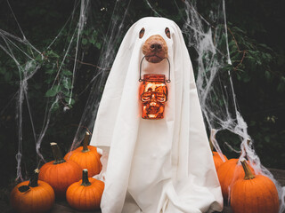 Happy Halloween. Charming, lovable brown puppy and ghost costume. Close-up, indoors. Studio shot....