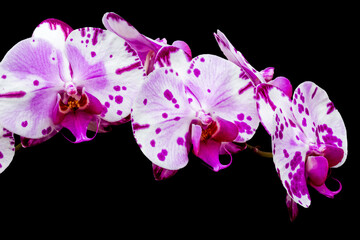 Orchidée phalaenopsis violine sur fond noir 