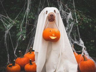 Happy Halloween. Charming, lovable brown puppy and ghost costume. Close-up, indoors. Studio shot....