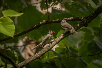 Tufted Titmouse feeds its young a spider