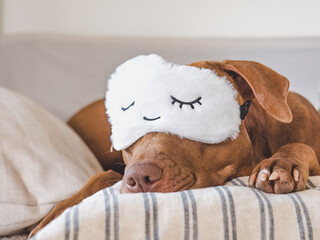 Fototapeta premium Lovable, pretty puppy lying on the bed. Close-up, indoor, studio photo. Day light. Concept of care, education, obedience training and raising pets