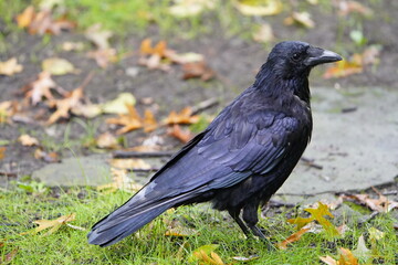 The carrion crow (Corvus corone) is a passerine bird of the family Corvidae and the genus Corvus which is native to western Europe and eastern Asia.