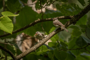 Tufted Titmouse feeds its young a spider