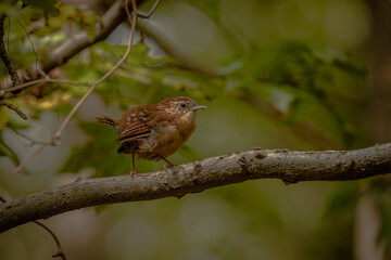 Carolina Wren sitting on a tree branch