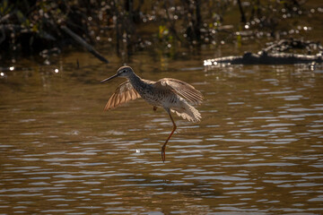 Lesser Yellowlegs Sandpiper skips across the water