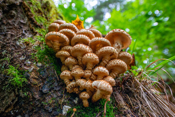 Armillaria mellea - honey fungus in forest - very taste edible mushroom