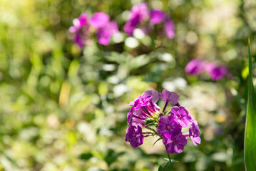 Garden phlox bright summer flowers. Blooming branches of phlox in the garden on a sunny day.	