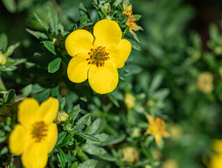 Shrubby cinquefoil. Decorative shrub in the garden with yellow flowers. Close-up flower with yellow petals.