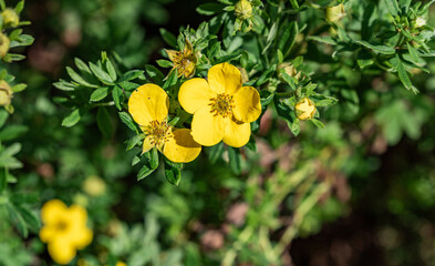 Shrubby cinquefoil. Decorative shrub in the garden with yellow flowers. Close-up flower with yellow petals.
