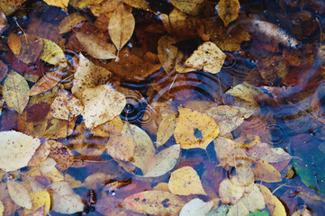 Fallen yellow and orange leaves in the clear water of a pond or puddle during rain. Leaves in the water. Circles on the surface from drops. Close up
