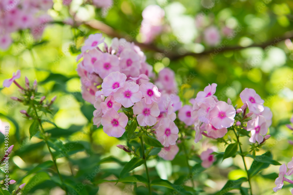 Poster Garden phlox bright summer flowers. Blooming branches of phlox in the garden on a sunny day.	