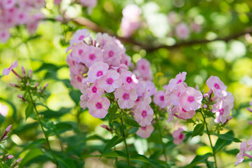 Garden phlox bright summer flowers. Blooming branches of phlox in the garden on a sunny day.	