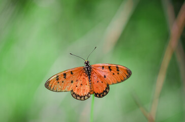 Fototapeta na wymiar Butterfly in the green forest nature outdoors background.