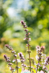 Basil leaves and flowers plants with flowers growing