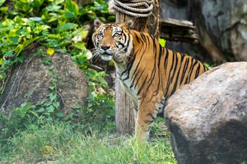 tiger in the jungle