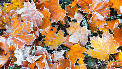 First morning frost on a dry fallen maple leaves. Close-up. Copy space. Banner. Late autumn. Weather forecast background. Nature detail. Winter season. Top view. Garden cleaning. Organic fertilizer