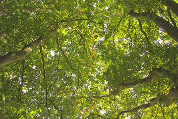 Fototapeta premium Blätterdach