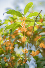 秋の花　キンモクセイ 金木犀