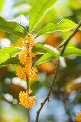 秋の花　キンモクセイ 金木犀