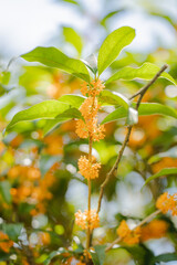 秋の花　キンモクセイ 金木犀