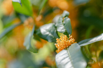 秋の花　キンモクセイ 金木犀
