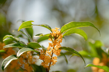 秋の花　キンモクセイ 金木犀