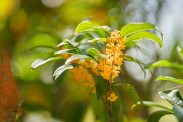 秋の花　キンモクセイ 金木犀