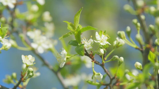 White cherry blossom blooming in a garden. Cherry tree in spring season. Slow motion.