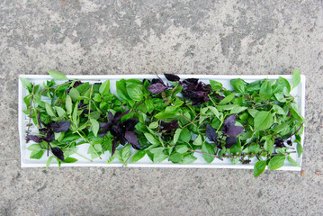 Basil green and purple plants. Basil, ready to eat or dried.