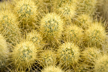 Background of cactus with long yellow spines, full frame. Cactus plant close up. Selective focus.