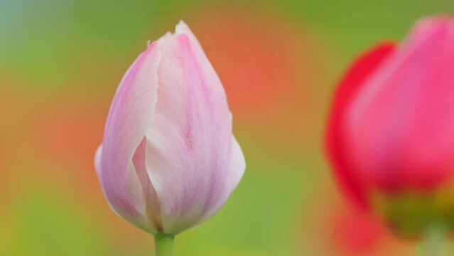 Blooming pink tulips. Mother s day, women s day, holiday. Spring blurred background. Slow motion.