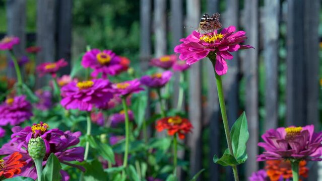 Butterfly on a pink flower in sunlight. Macrophotography of wildlife. The butterfly pollinates the flowers of majora. Evening bright ray of sun.
