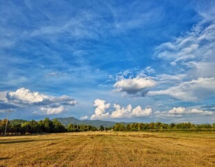 Field of wheat and sky