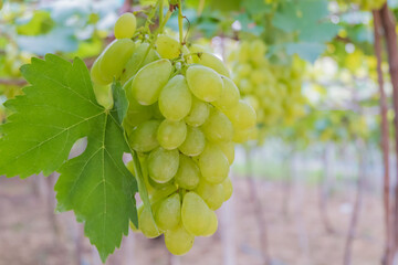 White grapes on the vineyard waiting to be harvested for fruit and wine production.