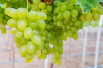 White grapes on the vineyard waiting to be harvested for fruit and wine production.