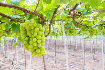 White grapes on the vineyard waiting to be harvested for fruit and wine production.