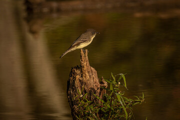 Phoebe perched on a stump