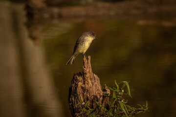 Phoebe perched on a stump