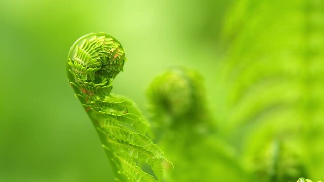 Beautiful ferns leaves green foliage. Plants in nature. Detail of a fern in the forest. Rack focus.
