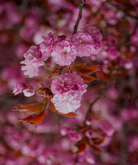 pink cherry blossom