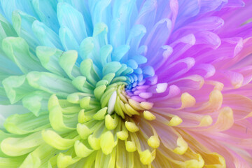 Fototapeta premium The beautiful rainbow-colored chrysanthemums are produced by genetically engineered at the nanoscale to give one flower a rainbow-like color.