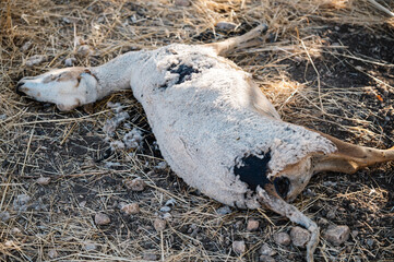 Dead sheep on dry grass