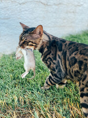 Cat with rat on grass