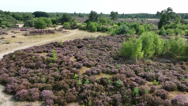Heide or hei also heath vegetation consists of dwarf shrubs from the heather family. Flora in bloom in August in The Netherlands Sand ground nature park. Aerial drone overview.