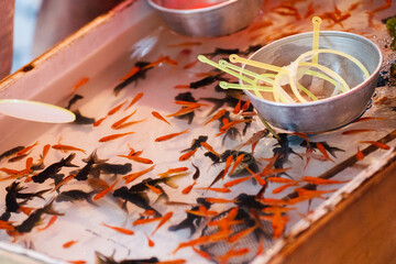 夏祭りの金魚すくい