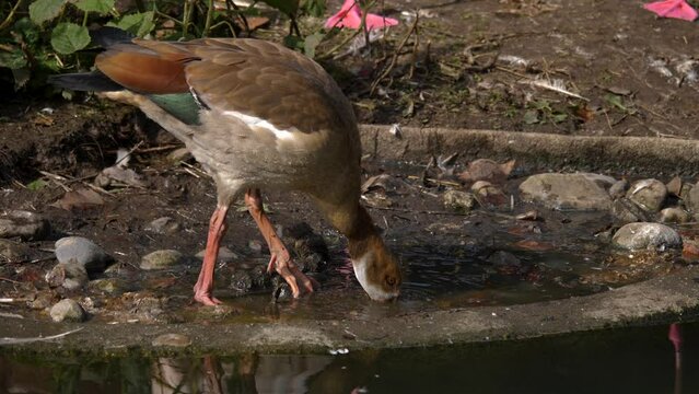 Close up of Egyptian Goose drinking from a pond.