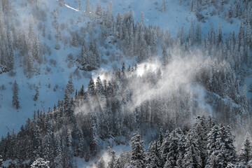 White winter spruces in snow on a frosty day.