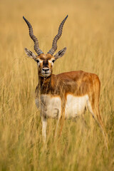 Obraz premium wild male blackbuck or antilope cervicapra or indian antelope head on with long horns portrait in natural grassland at Blackbuck National Park Velavadar bhavnagar gujrat india asia