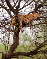 Fotobehang wild male leopard or panther or panthera pardus fusca sleeping on tree trunk or branch in natural monsoon green background at forest or central india asia © Sourabh