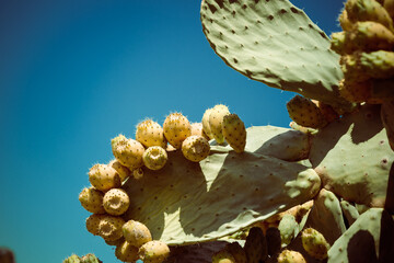 Natural prickly pear cactus aka opuntia ficus indica aka indian fig in Calabria - 534944940